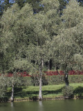 White Willow Trees Near a Pond (Salix Alba) Photographic Print by N. Chasseriau