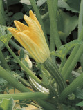 Close-Up of Connecticut Field Pumpkin Plant (Cucurbita Pepo) Photographie par D. Dagli Orti
