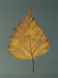 Close-Up of a Leaf of European White Birch (Betula Pendula) Photographie par A. Dagli Orti