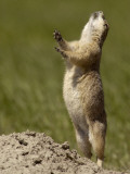 South Dakota, Badlands National Park, This Blacktail Prairie Dog Raises Up on His Hind Legs Photographic Print by G. Richard Kettlewell