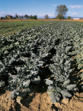 High Angle View of Cabbage Plants in a Field (Brassica Oleracea) Photographic Print by R. Sacco