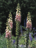 Purple Foxglove Flowers in a Garden (Digitalis Purpurea) Photographic Print by R. Sacco