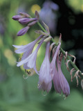Close-Up of Plantain Lilies (Hosta) Photographic Print by R. Sacco