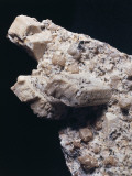 Close-Up of a Geminated Orthoclase Rock Photographic Print by A. Rizzi