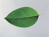 Close-Up of a Glossy Privet Leaf (Ligustrum Lucidum) Photographie par A. Dagli Orti
