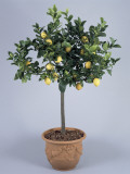 http://cache2.allpostersimages.com/p/MED/49/4918/FSL9G00Z/posterler/g-cigolini-close-up-of-a-lemon-plant-citrus-limon.jpg