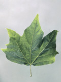 Close-Up of an American Sycamore Leaf (Platanus Occidentalis) Photographie par A. Dagli Orti
