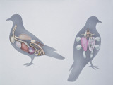 Anatomy of Two Pigeons Photographic Print