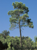 Low Angle View of a Maritime Pine Tree (Pinus Pinaster) Photographic Print by A. Laurenti