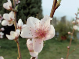 Close-Up of a Flower on Peach Tree (Prunus Persica) Photographie par D. Dagli Orti