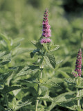 Close-Up of a Horsemint Flower (Mentha Longifolia) Photographic Print by R. Sacco