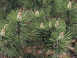 Close-Up of a Mugo Pine Tree (Pinus Mugo) Photographie par D. Dagli Orti