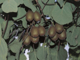 Close-Up of Kiwi Fruits on a Tree (Actinidia Chinensis) Photographie par R. Sacco