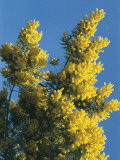 Low Angle View of an Acacia Tree Photographic Print by N. Chasseriau