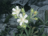 Close-Up of Potentilla Caulescens Flowers Photographic Print by M. Giovanoli