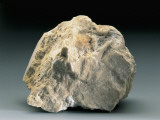 Close-up of a Nummulitic limestone rock Photographic Print by A. Rizzi