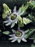 Passion Flower, (Passiflora Caerulea), Photographic Print