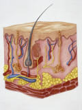 Close-Up of Human Skin Structure Photographic Print Close-Up of Human Skin Structure Photographic Print