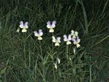 Johnny-Jump-Up Flowers Growing in the Forest (Viola Tricolor) Photographic Print by M. Giovanoli