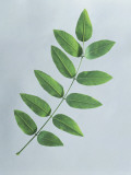 Close-Up of Styphnolobium Leaves (Sophora Japonica) Photographie par A. Dagli Orti