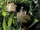Close-Up of Brugmansia Flowers Photographie par D. Dagli Orti