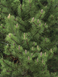 Close-Up of a Mugo Pine Tree (Pinus Mugo) Photographie par D. Dagli Orti