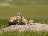 South Dakota, Badlands National Park, a New Prairie Dog Mom, Left, Keeps a Watchful Eye About Photographic Print by G. Richard Kettlewell