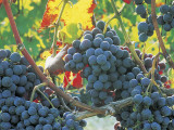 Close-Up of Dolcetto Wine Grapes (Vitis Vinifera) Photographic Print by B. De Candia