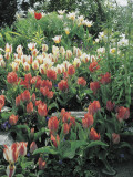Chappaqua and Pinocchio Tulips in a Garden Photographie par D. Dagli Orti