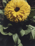 Close-Up of a Pot Marigold Flower (Calendula Officinalis) Photographic Print by A. Moreschi