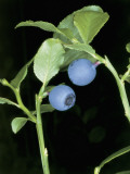Close-Up of Whortleberries (Vaccinium Myrtillus) Photographic Print by M. Giovanoli