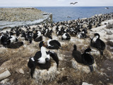 Large Group of Sea Birds, Rockhopper Point, Sea Lion Island, Falkland Islands Fotografie-Druck von R. Valterza