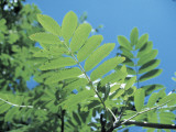 Close-Up of the Leaves of European Rowan (Sorbus Aucuparia) Photographic Print by A. Laurenti