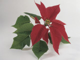 Close-Up of Poinsettia Leaves (Euphorbia Pulcherrima) Photographic Print by G. Rusconi