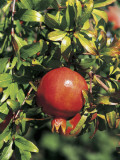 Close-Up of a Pomegranate on a Tree (Punica Granatum) Impressão fotográfica por P. Visintini