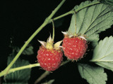 Close-Up of Raspberries (Rubus Idaeus) Photographic Print by R. Sacco