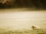 Sheep in Meadow Fotografie-Druck von Erik Van Hannen