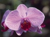 Close-Up of a Moth Orchid (Phalaenopsis) Photographie par R. Sacco