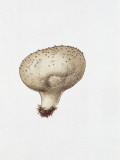 Vascellum Pratense, Illustration Photographic Print