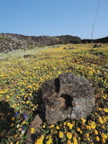 Rock Formations Between Wild Flowers on a Landscape, Pantelleria Island, Sicily, Italy Photographic Print by G. Roli