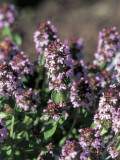 Close-Up of Creeping Thyme Flowers (Thymus Serphyllum) Photographic Print by R. Sacco