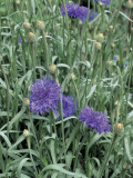 Garden Cornflowers Growing in a Field (Centaurea Cyanus) Photographie par D. Dagli Orti