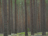 Trees Photographic Print by Erik Van Hannen