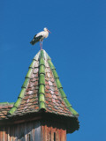 Low Angle View of a Stork Perching on the Roof of a Building, Ungersheim, Alsace, France Photographic Print by W. Buss
