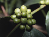 Close-Up of Fruit of Arabian Coffee Plant (Coffea Arabica) Photographic Print Close-Up of Fruit of Arabian Coffee Plant (Coffea Arabica) Photographic Print