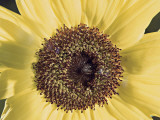 Close-Up of a Sunflower (Helianthus Annuus) Photographie par D. Dagli Orti