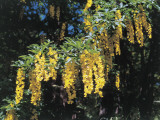 Close-Up of a Golden Chain Tree (Laburnum Anagyroides) Photographic Print by N. Chasseriau