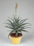 Close-Up of Candelabra Aloe Plant Growing in a Pot (Aloe Arborescens) Photographic Print by G. Cigolini