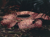 Close-Up of a Rafflesia Arnoldii Flower, Photographic Print