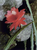 Orchid Cactus Growing on Rocks Photographie par D. Dagli Orti
